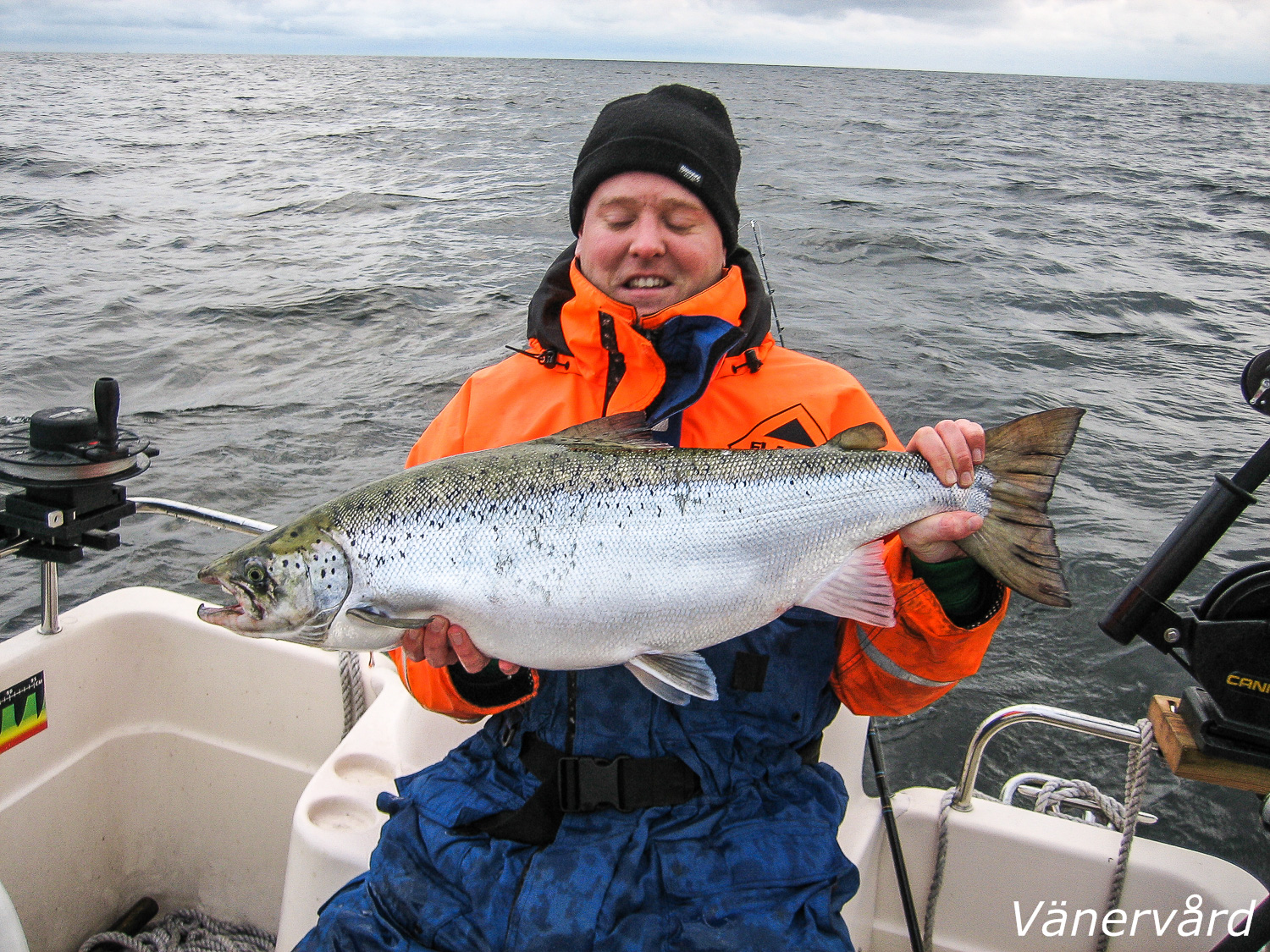 Vild Vänerlax över 8 kg som släpptes tillbaka efter en snabb bild.