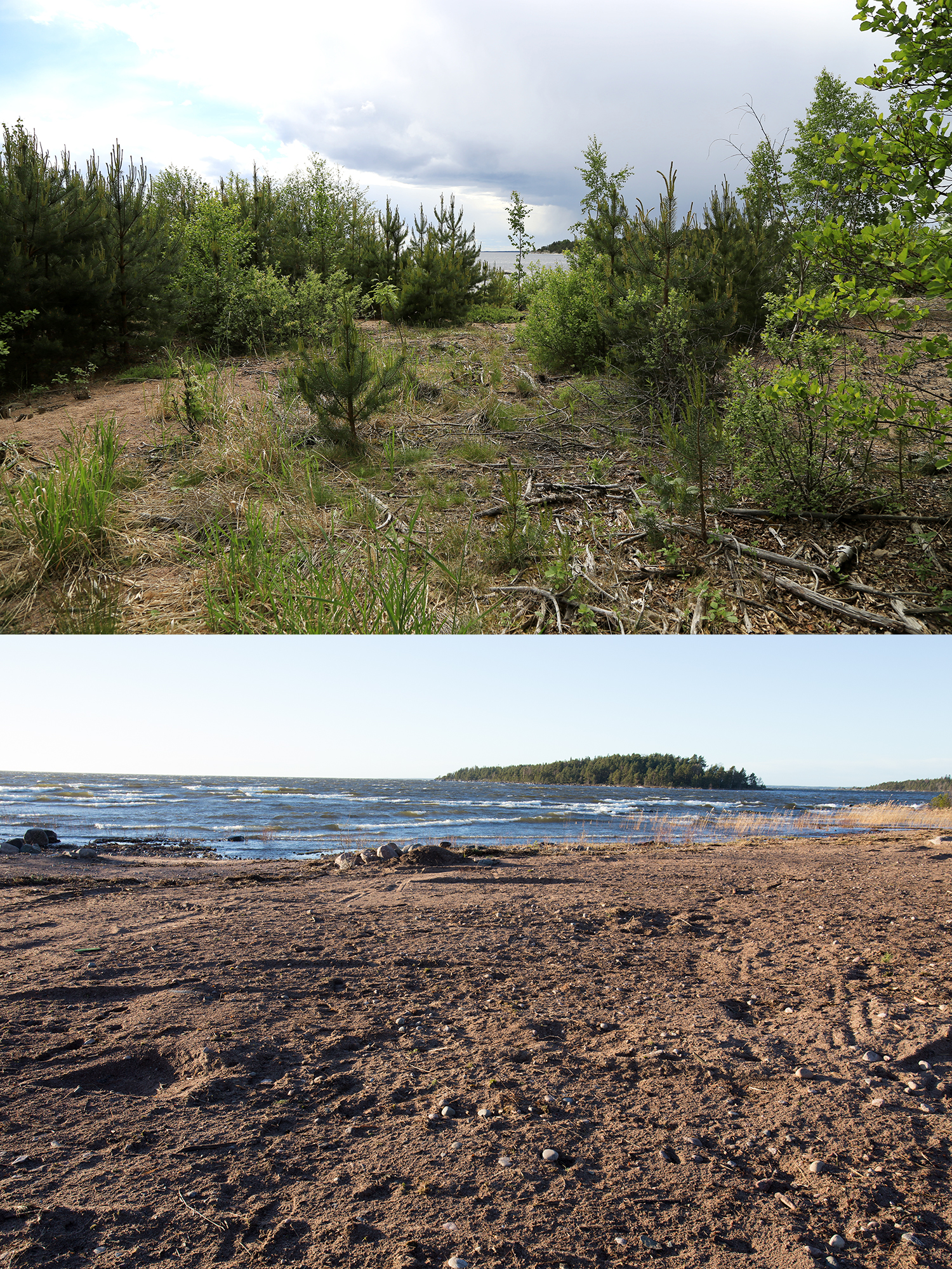 Återfotografering på sandstranden vid Tallskär, före och efter åtgärd.