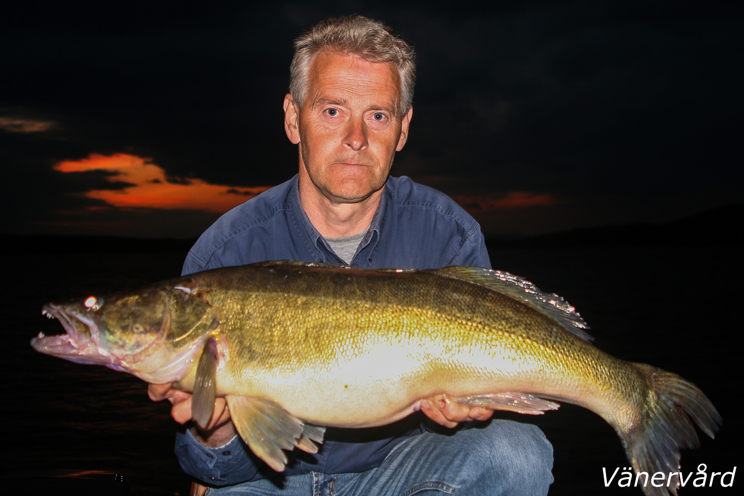 Gös 7,7 kg