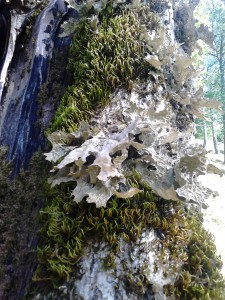 Lunglav (NT) och allémossa.