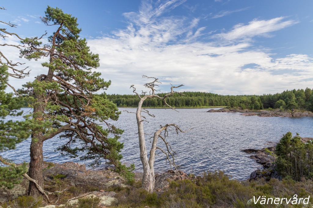 Urskogsliknande skog med många gamla träd. Här stående död ved samt mycket gammal tall med säreget utseende.