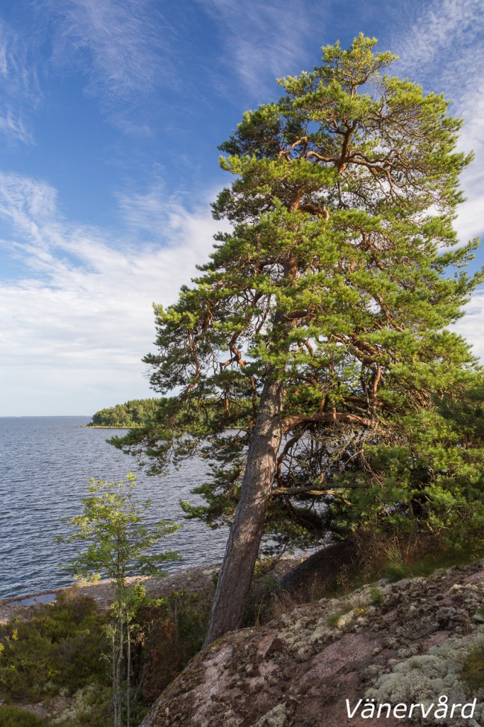 Mäktig tall...gissar på långt över 400 år. Visserligen inte de största och grövsta som behöver vara äldst, men just det här exemplaret är det något speciellt med...jag imponeras stort!
