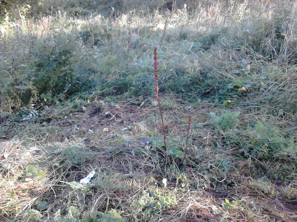 Tistelsnyltrot (Orobanche reticulata)