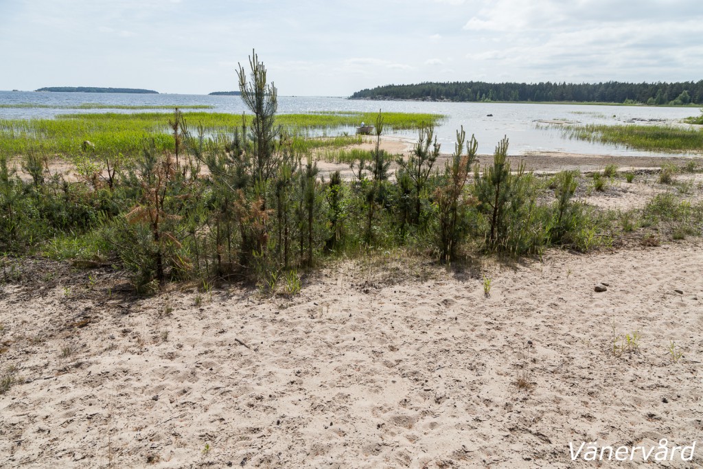 Onsö sandstrand ska restaureras under hösten 2015.