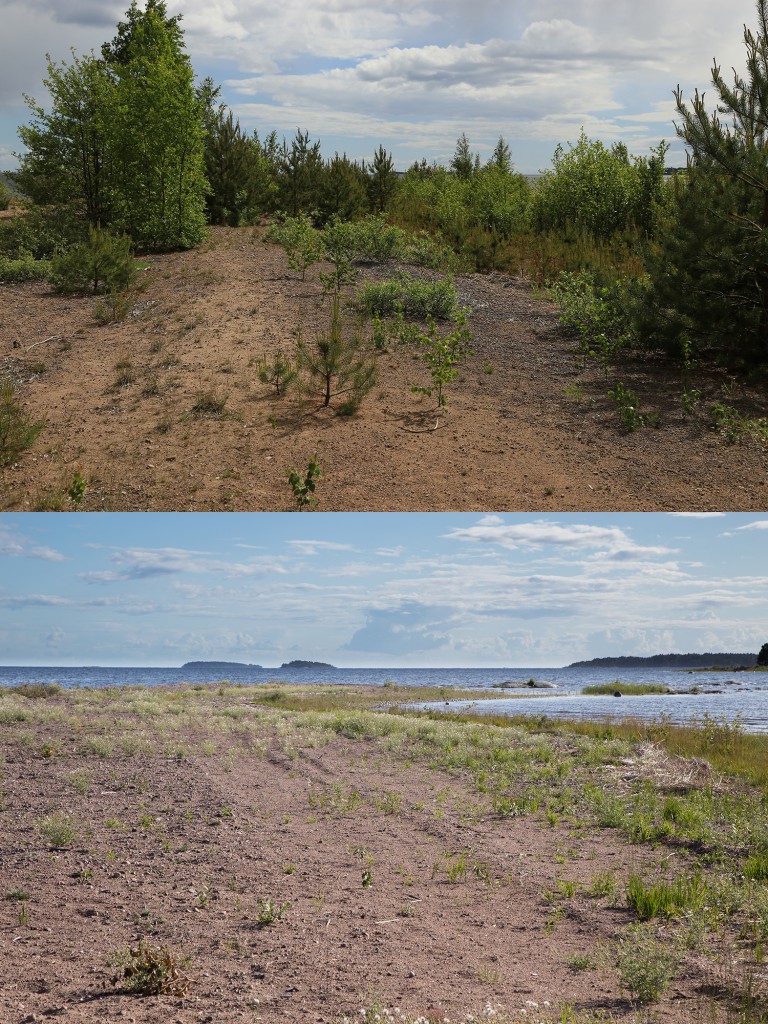 Långeruddens sandstrand sommaren 2013 och sommaren 2015. En hel del uppslag av klibbkorsört, men ytterst lite, eller ingen, vedartad vegetation i det rotryckta. Mycket gott resultat än så länge.
