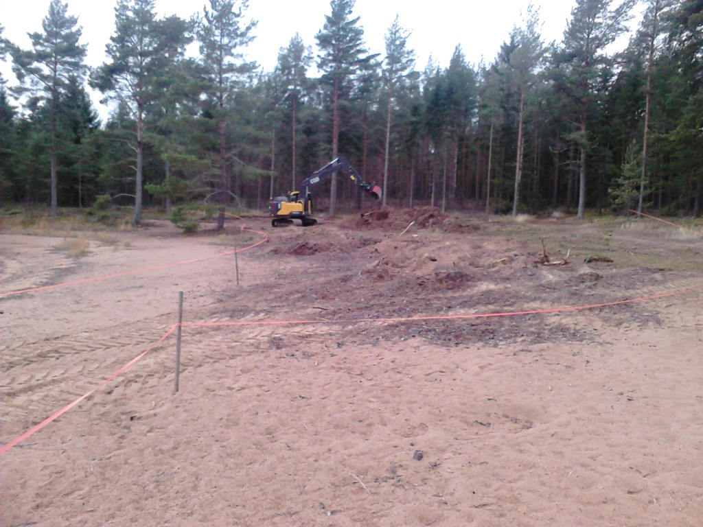 Grävmaskinisten rotrycker och skalar av förnalagret för att sedan blottlägga sanden.