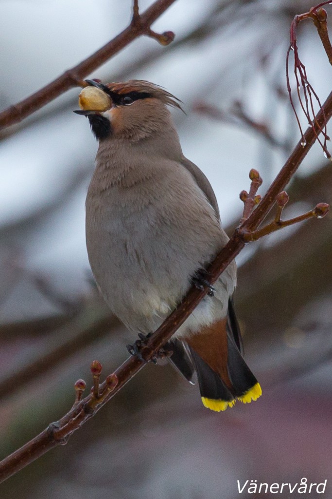 Sidensvans smaskar i sig ett snöbär.