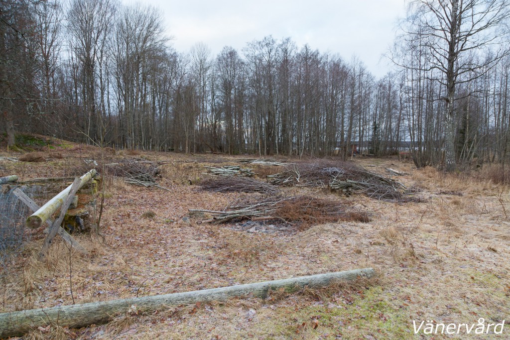 Strandängen norr om Jäverö äng. Här växer några almar, hassel och lind. Vi har även sparat, till höger i bild, al och en äldre björk. Föryngring av hassel sker spontant och kommer att gynnas under framtida skötsel.