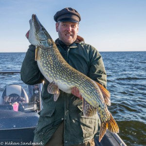 Vårgädda från ytterskärgården, feb. 2016.