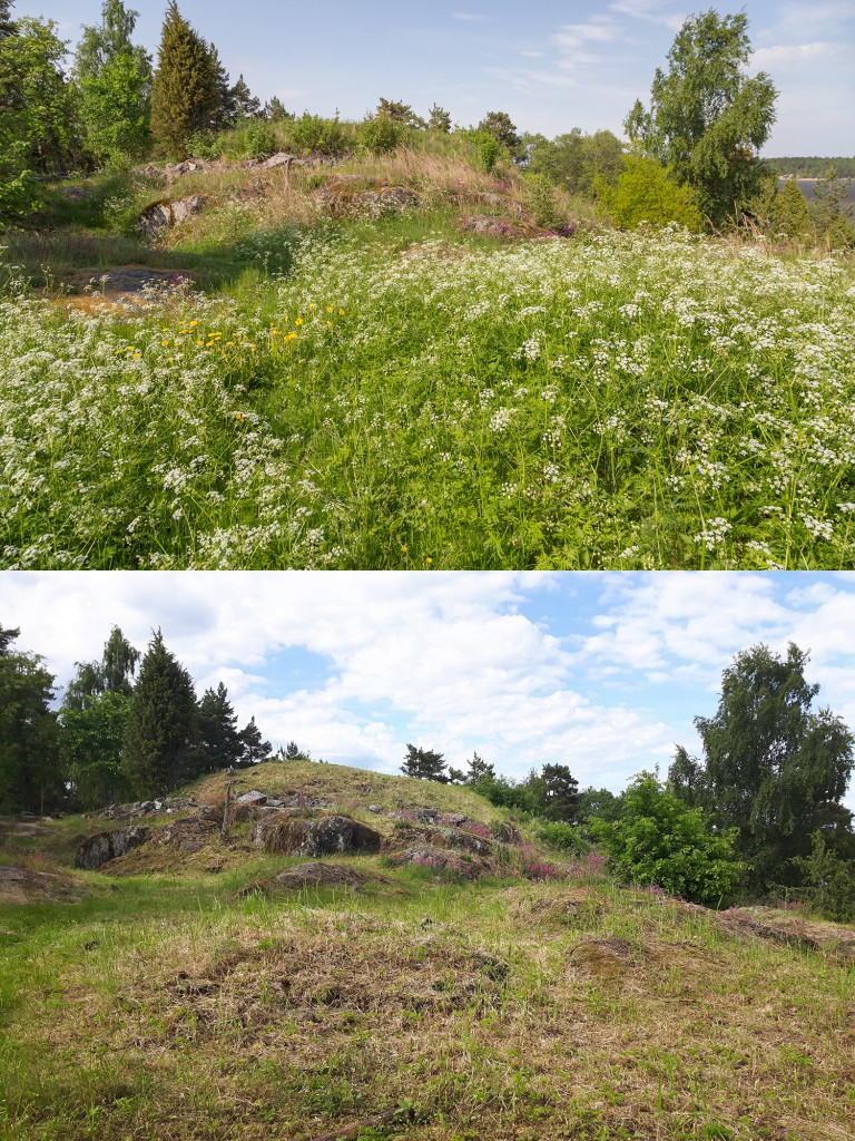 En bild från före och efter slåtter på borgruinen på Saxholmen.