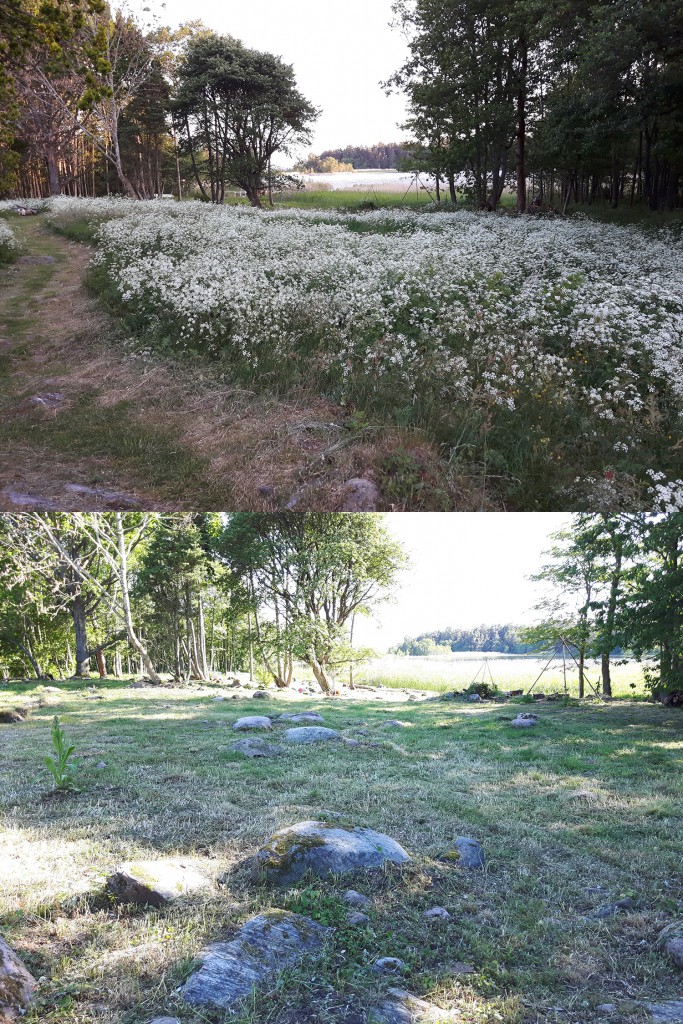 Klosterängen slåttad och räfsad.