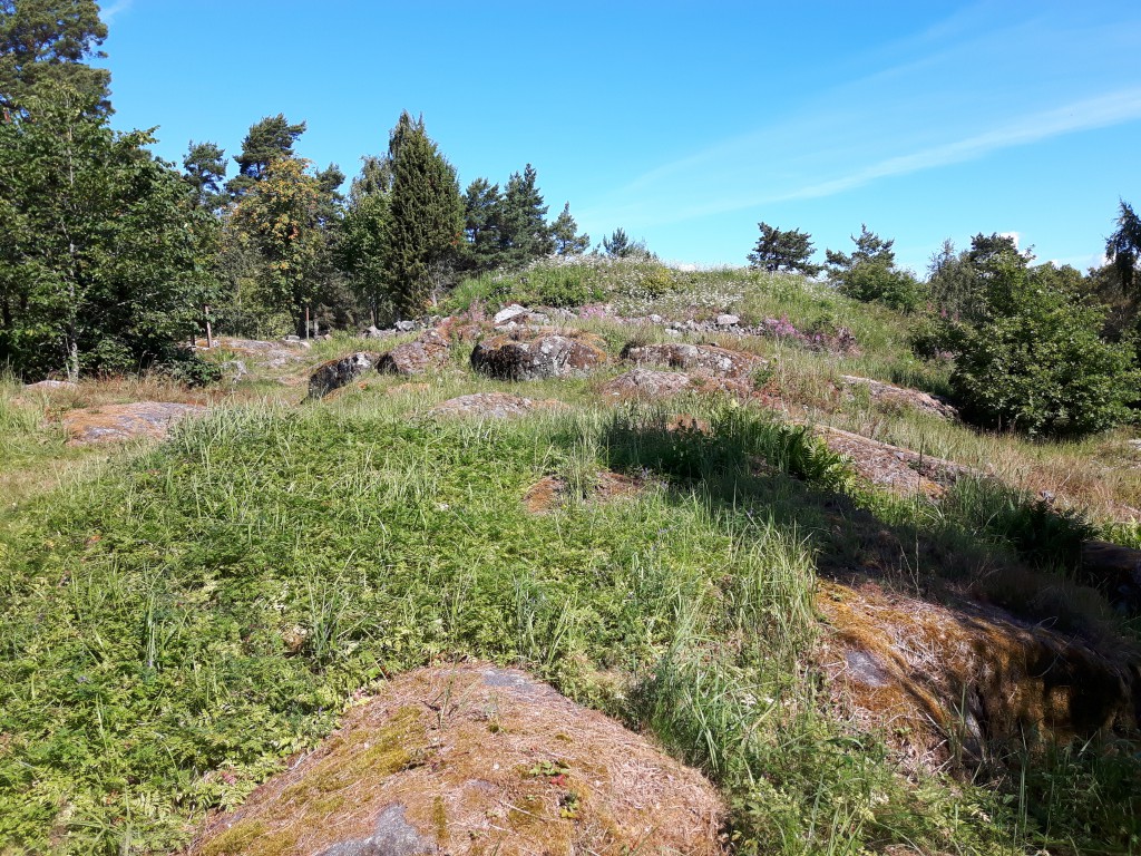 Gräset på Saxholmen hade i partier vuxit sig högt, framförallt i de omrörda ytorna (där de grävt). 