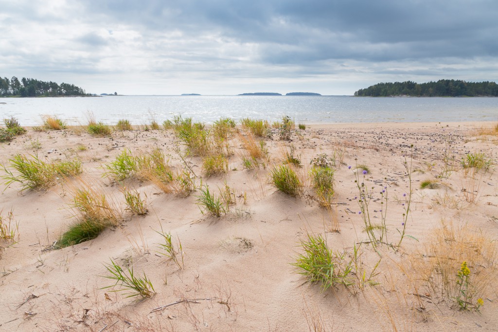 Sanddrift på Kvinnholms sand och uppbyggnad av sanddyner. Fantastiskt!