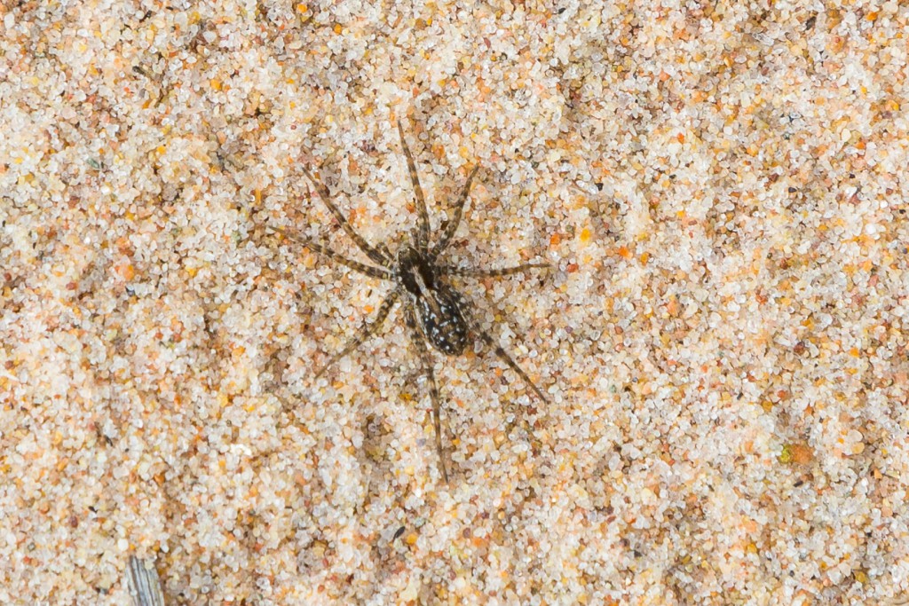 Sveriges nordligaste lokal med den värmeälskande dynvargspindeln återfinns på Kvinnholms sand. 